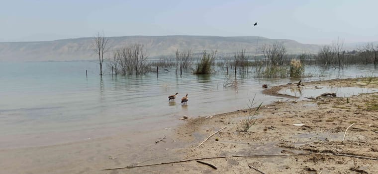 כנרת עבר-7.jpg