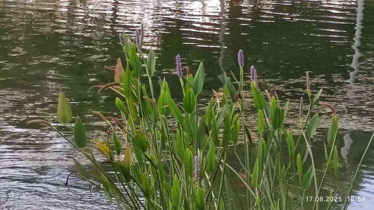 פארק הרצליה 4.jpg