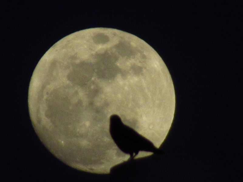 IMG_2916 (800x600).jpg