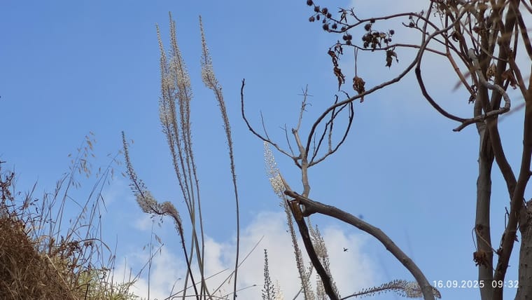 img_20250916_093248_optimized (1).jpg